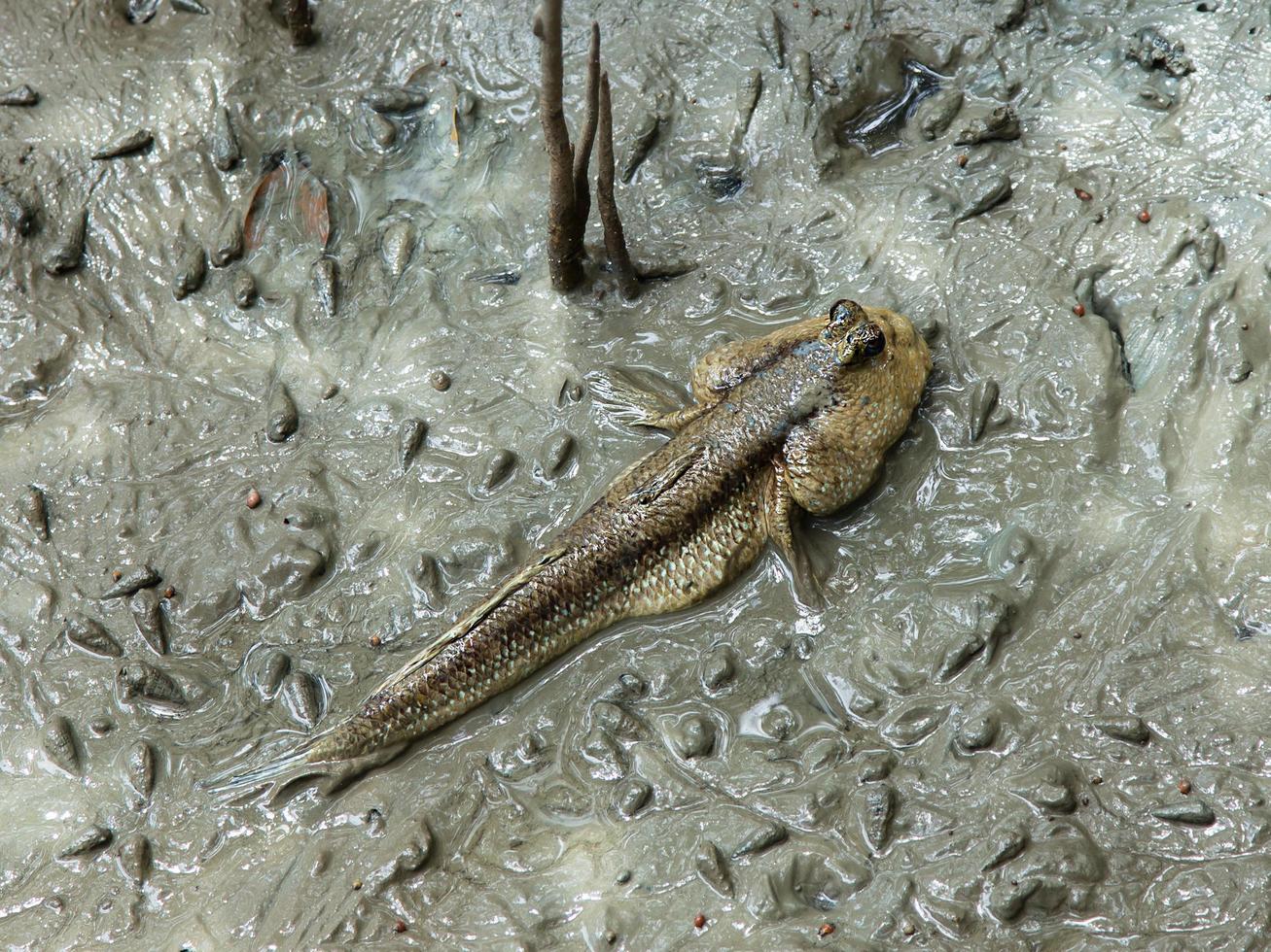 mudskipper o boleophthalmus boddarti, sobre barro en el bosque de manglares foto