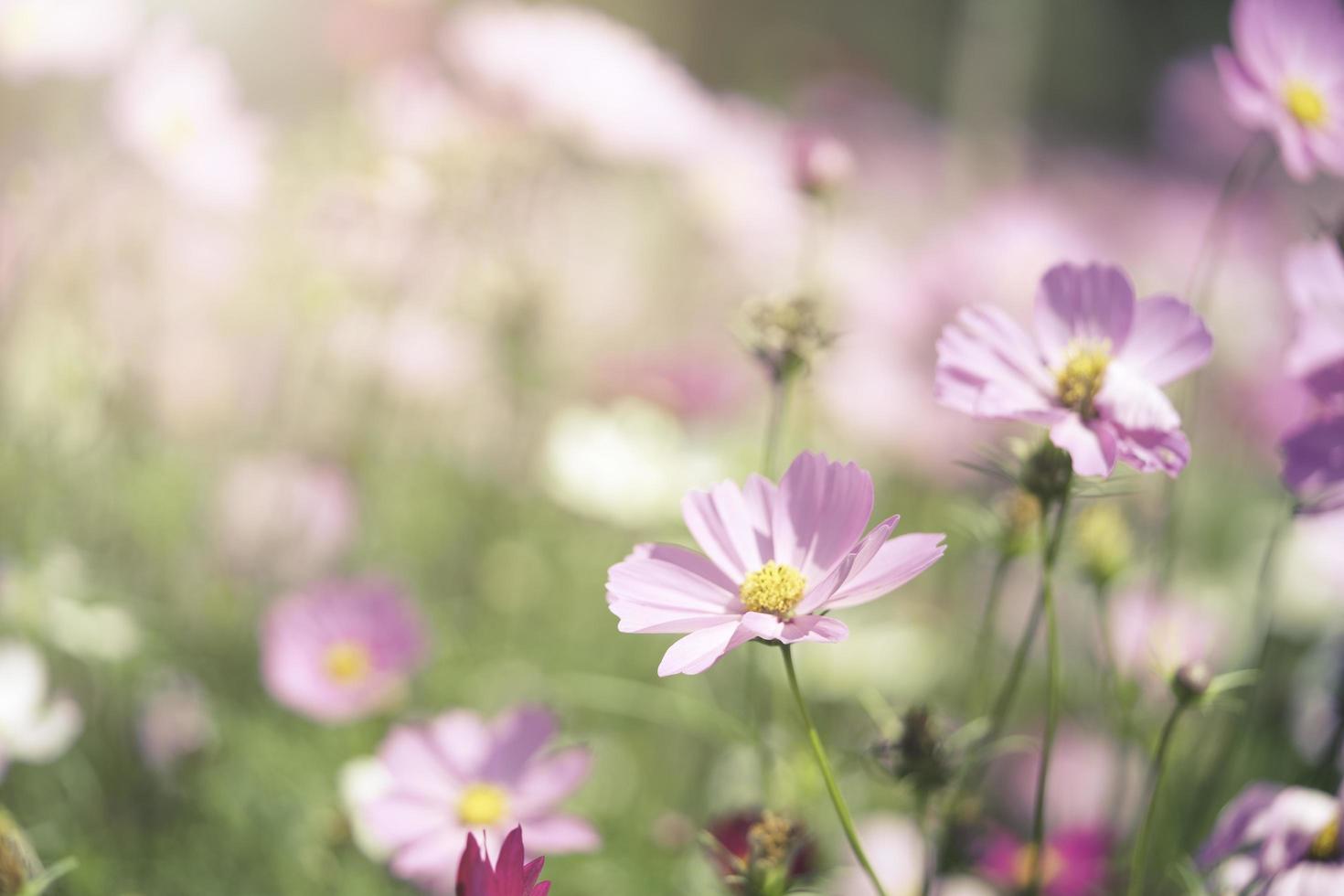 Beautiful pink cosmos flower in the garden. photo