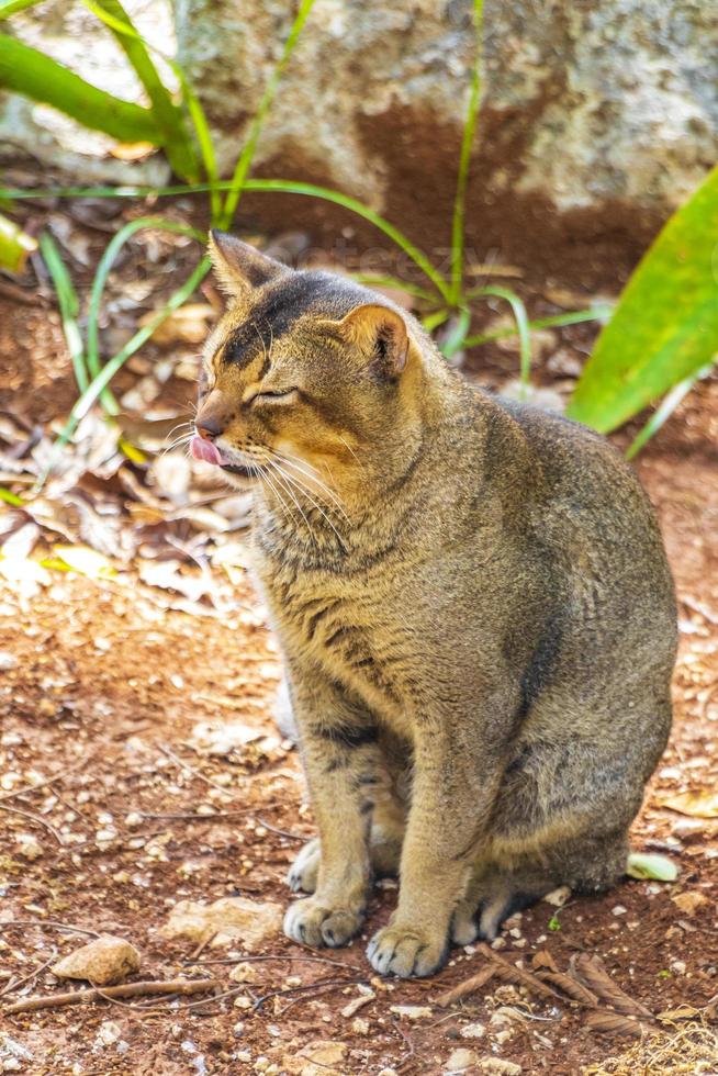 hermoso gato lindo con ojos verdes en la selva tropical de México. foto