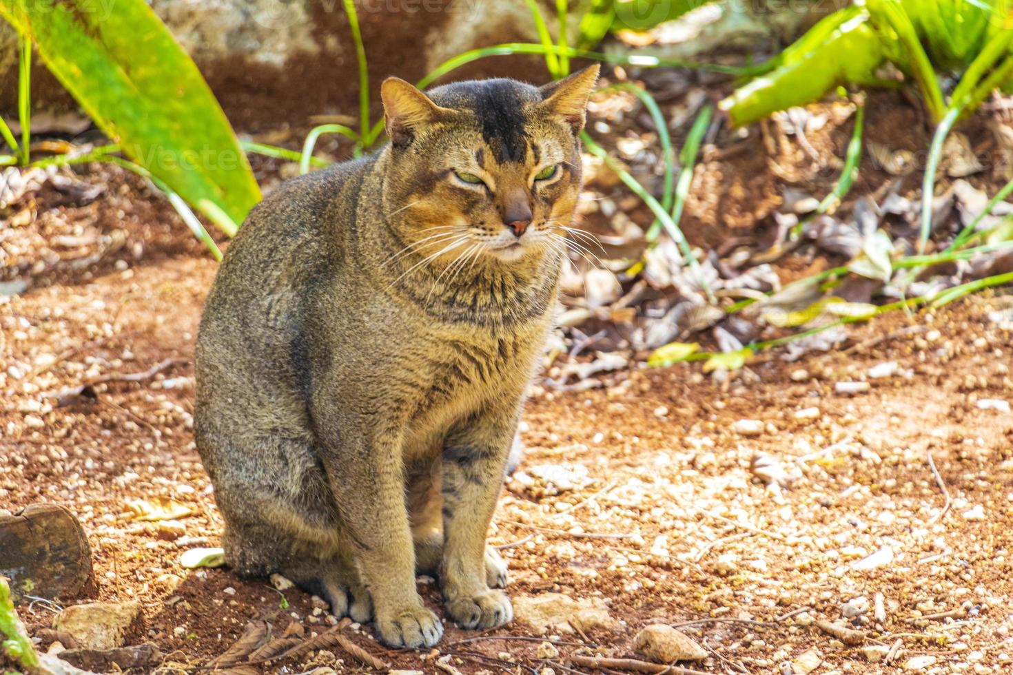 hermoso gato lindo con ojos verdes en la selva tropical de México. foto