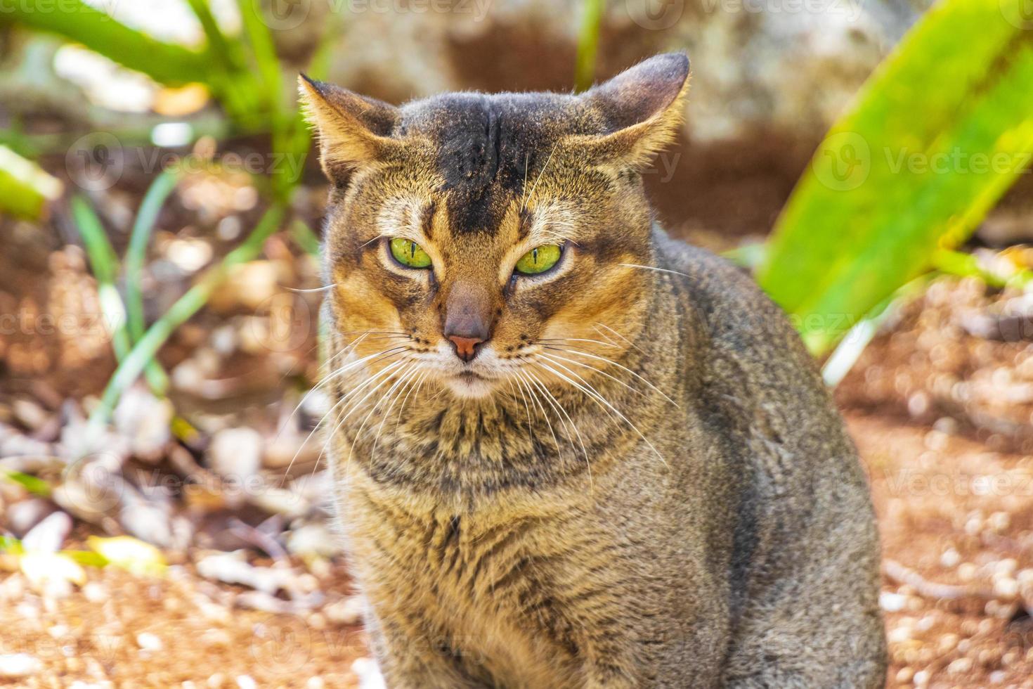 hermoso gato lindo con ojos verdes en la selva tropical de México. foto