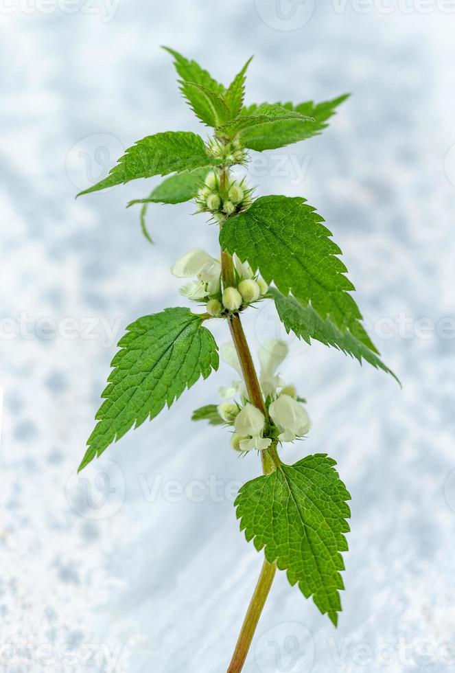 Lamium album, commonly called white nettle or white dead-nettle, deadnettle. Isolated on a grey background. photo