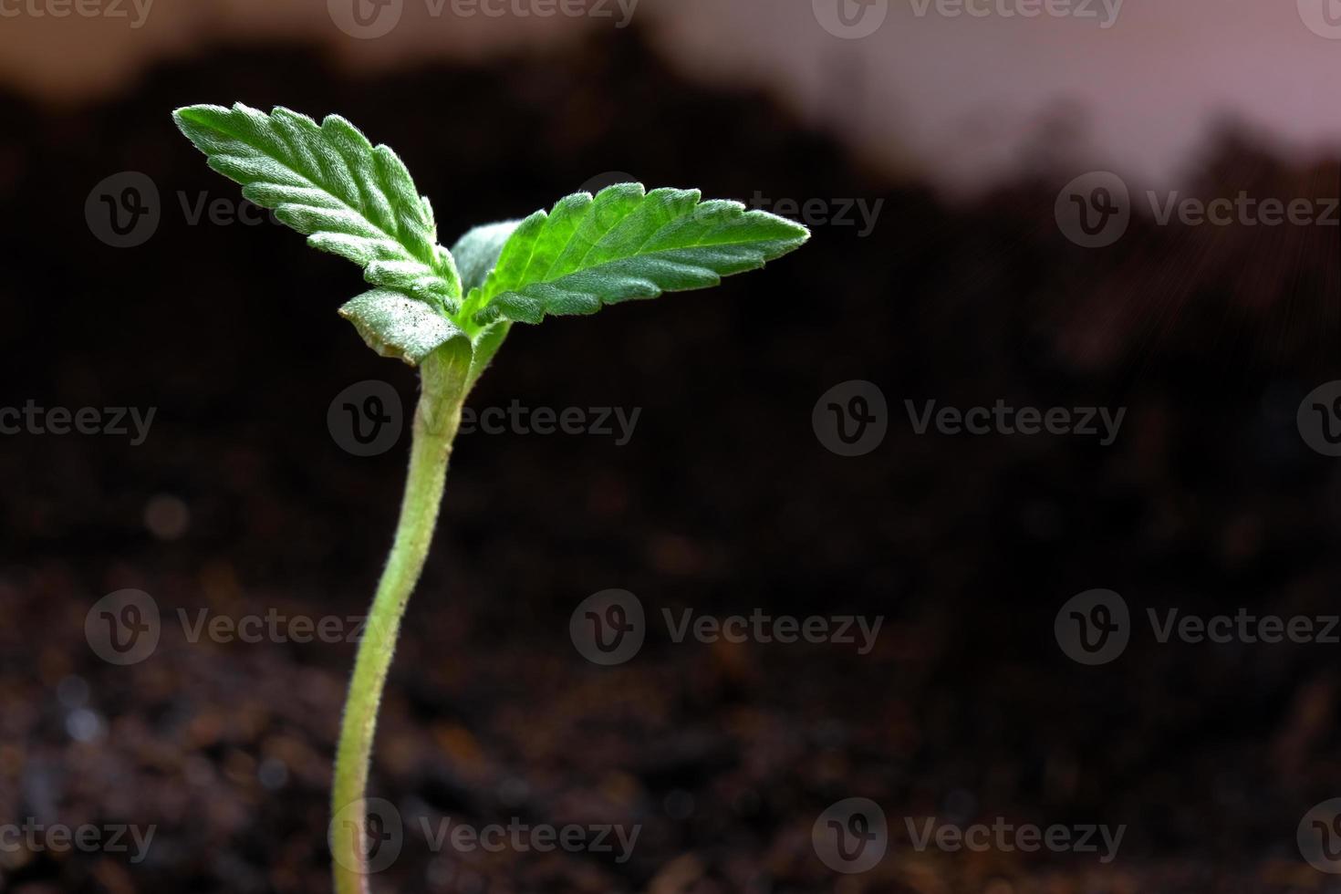 Macro photo of small cannabis seedlings on the ground