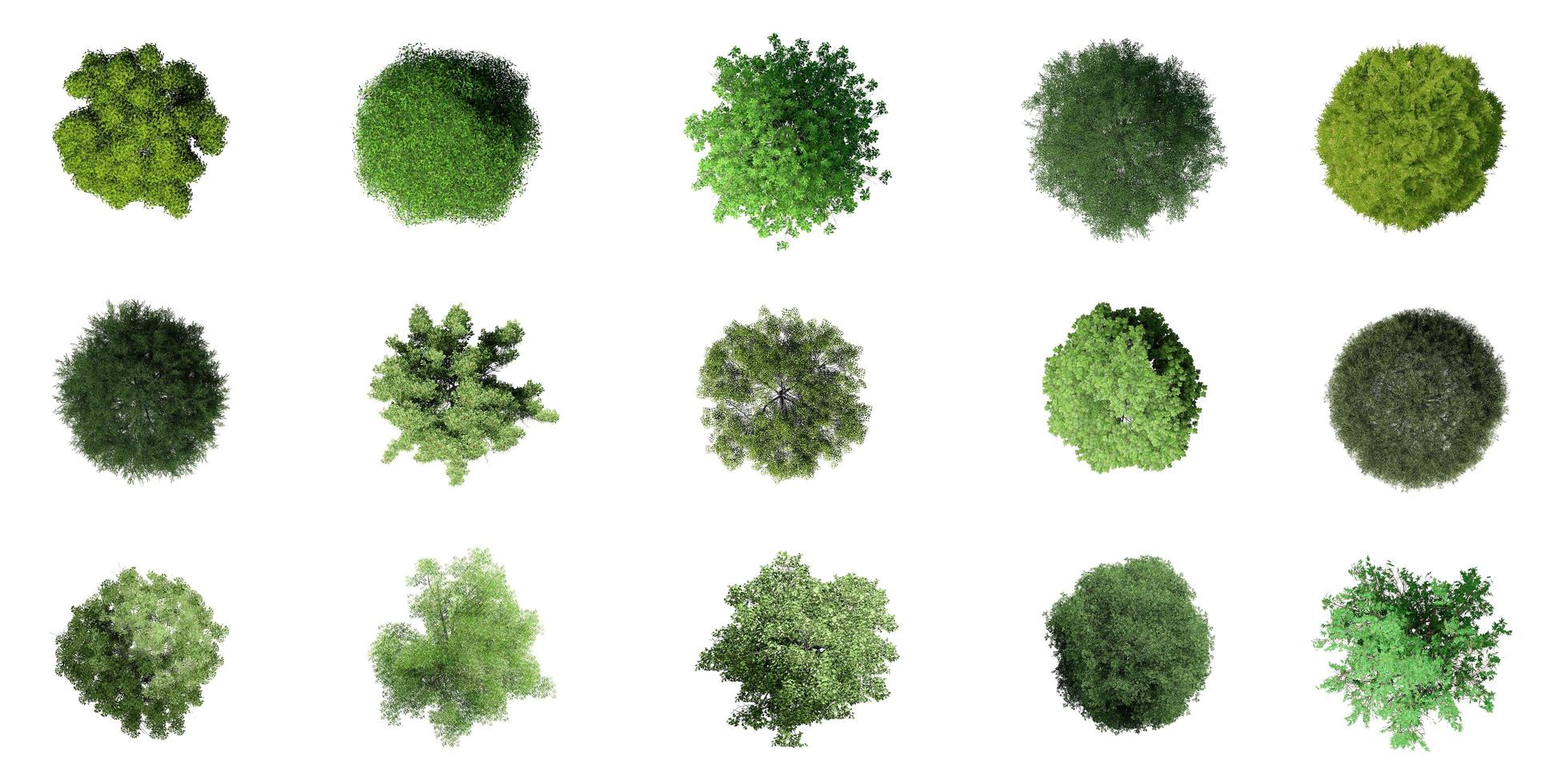 3D Top view Green Trees Isolated on white background , Use for visualization in architectural design photo