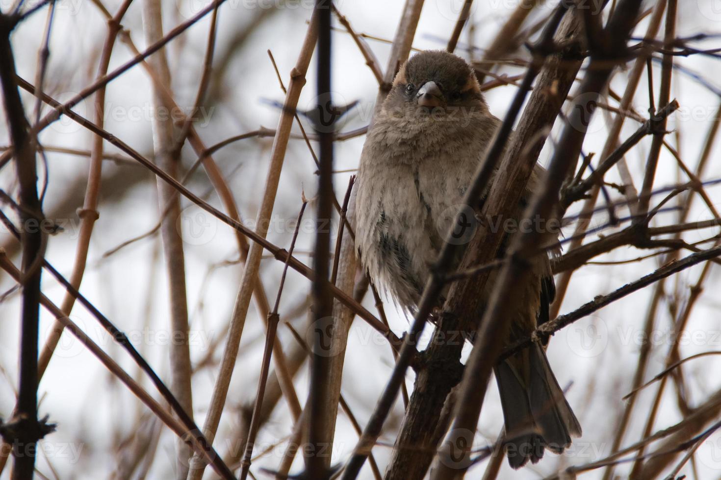 Close-up of a common sparrow bird on a branch in the bushes. photo