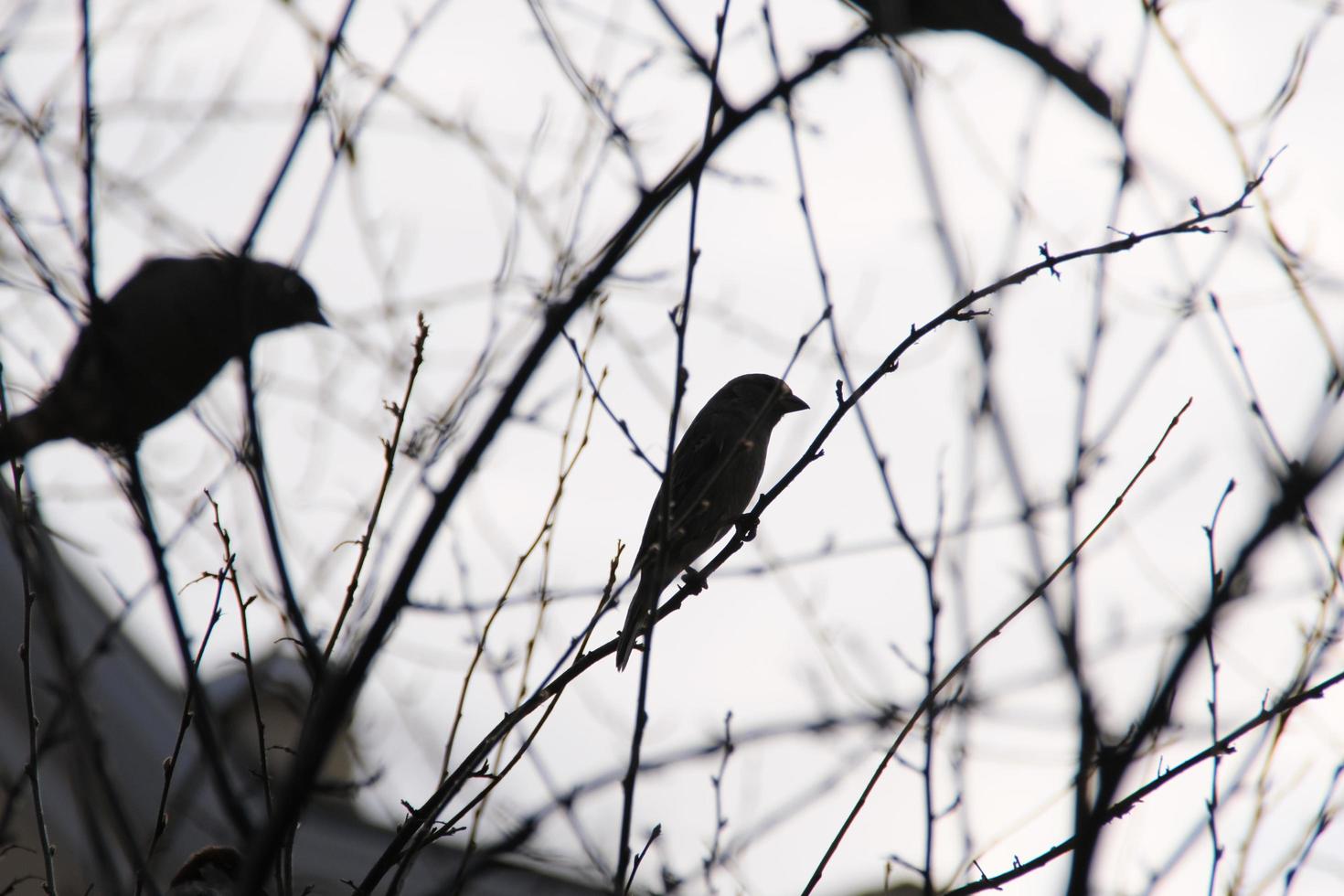 Silhouette of a common sparrow bird sitting on a tree branch against the wind photo