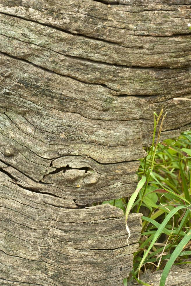 Texture of wood photo