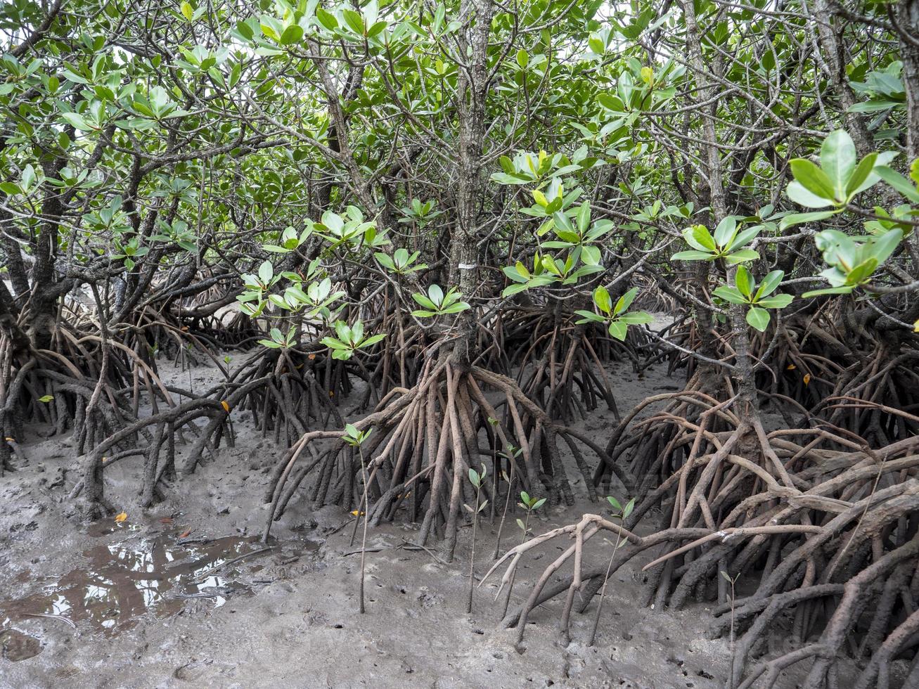 Rhizophora mucronata ,looproot mangrove , red mangrove or Asiatic