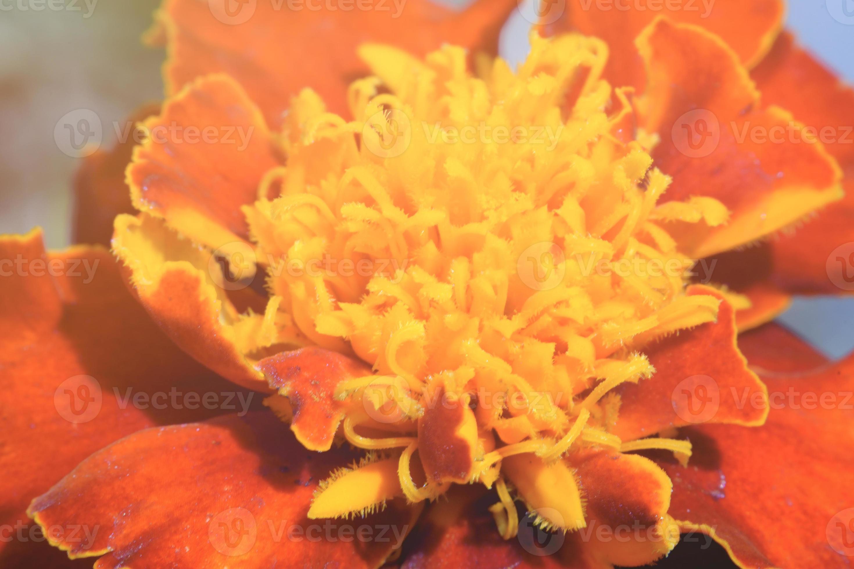 French marigold flower. Indian marigold carnation. 7040052 Stock Photo