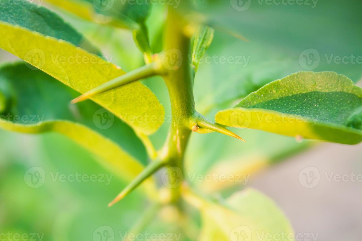 Close up of Thorns of Lime tree photo