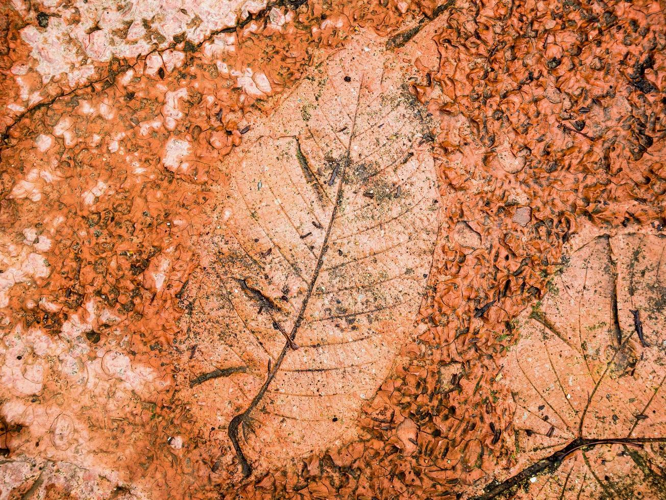 The Imprint of leaf texture on cement floor background photo