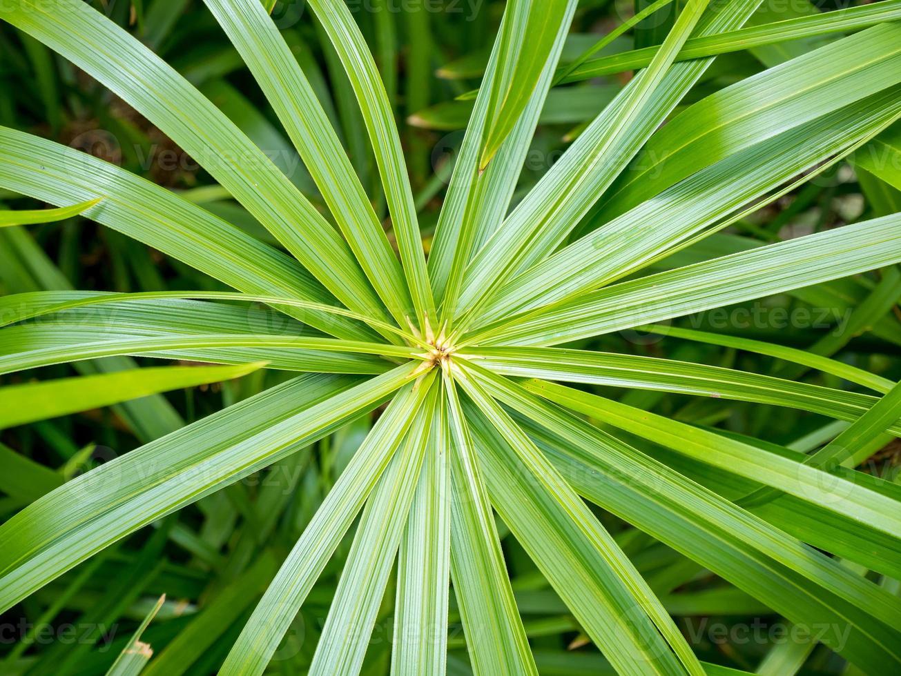 green leaf background photo