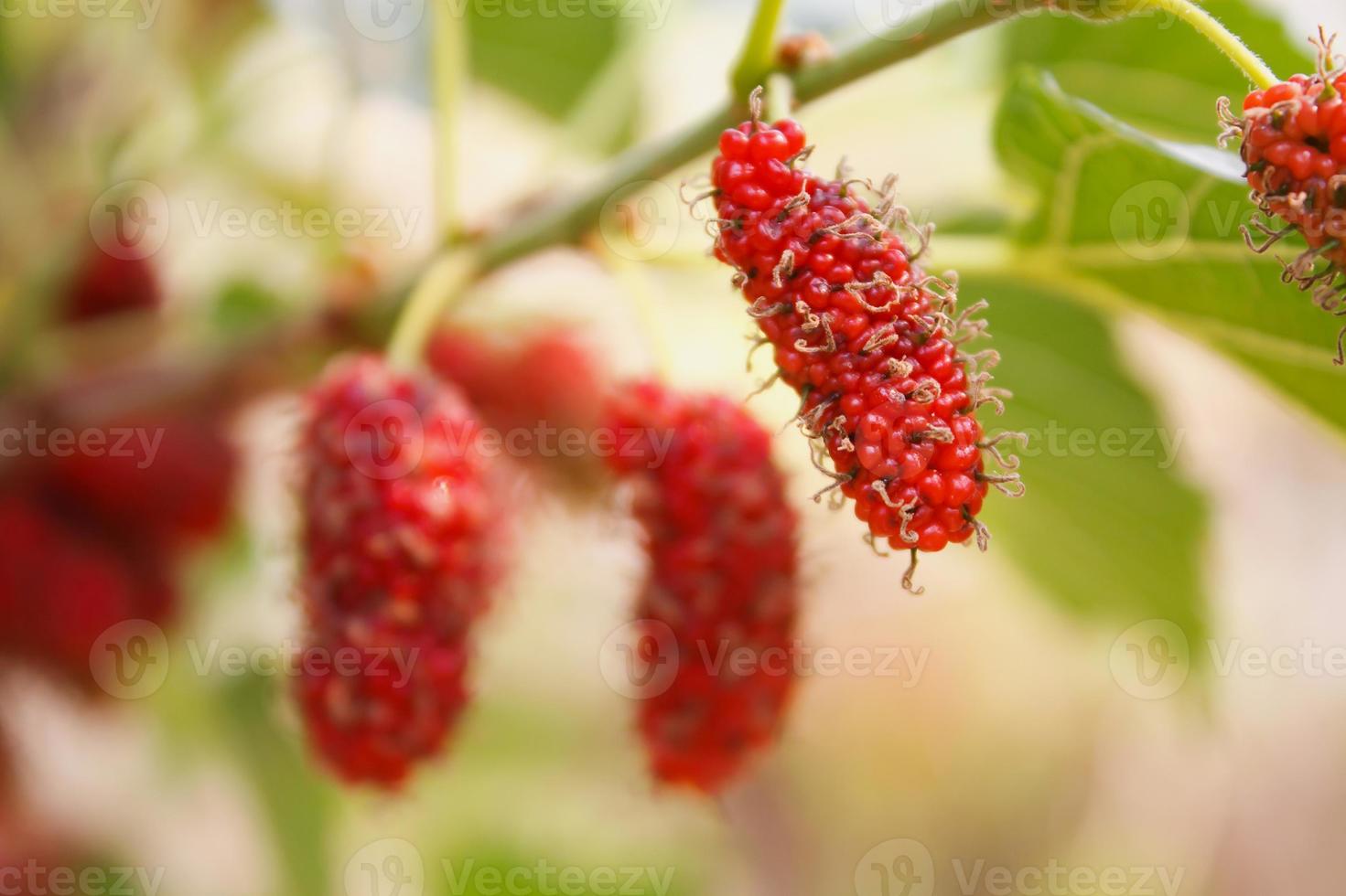 Fresh mulberry on tree photo