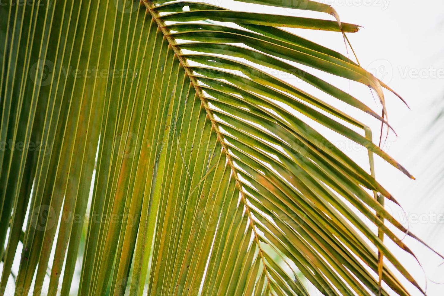 coconut leaves background photo