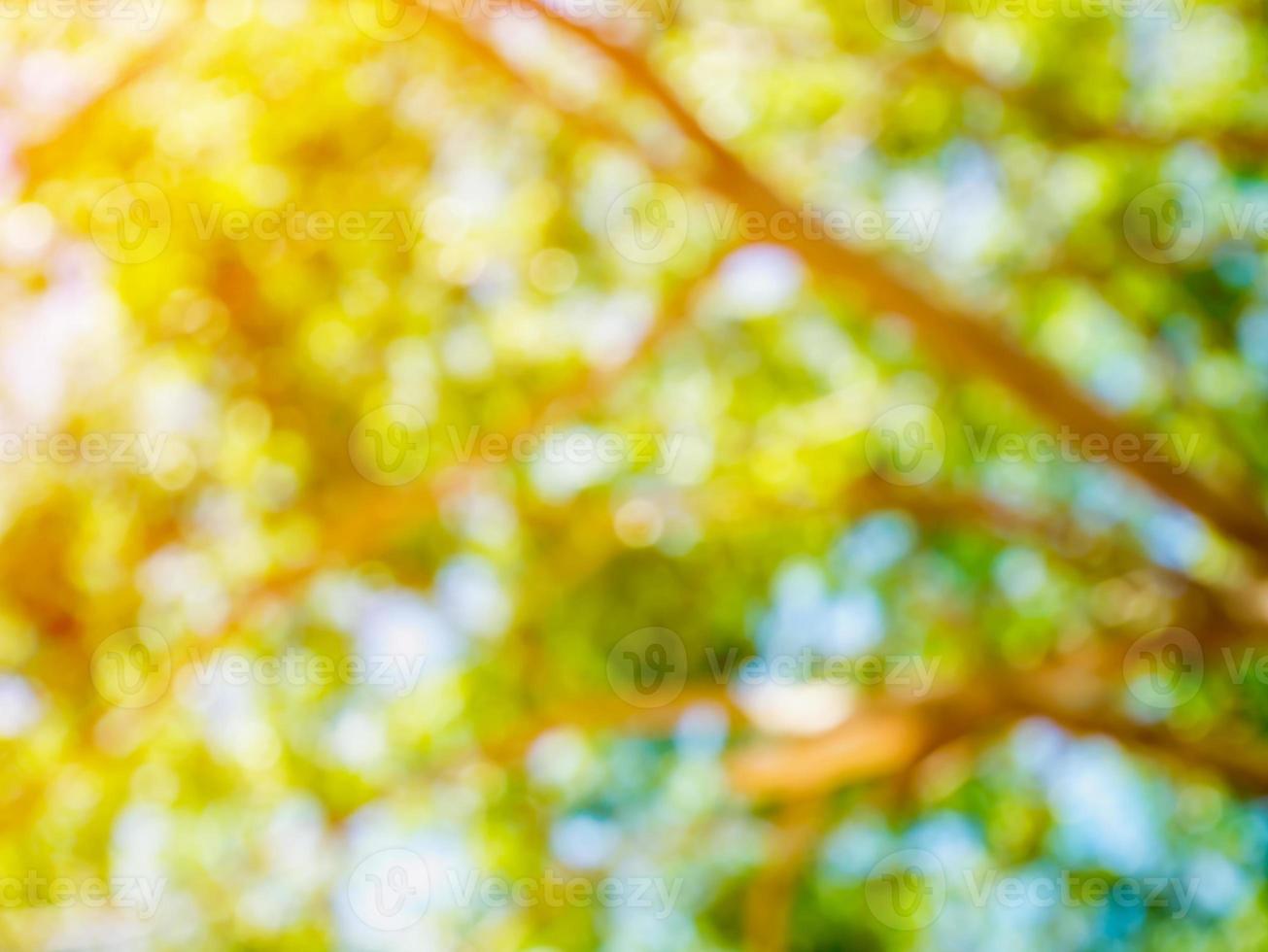 tree and branches blur nature green background photo