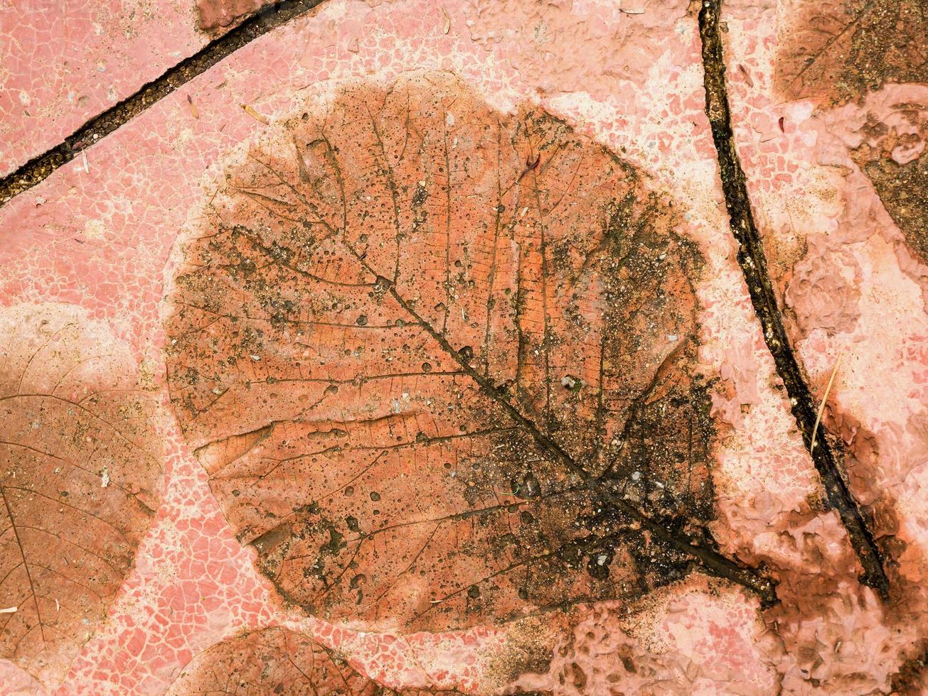 The Imprint of leaf texture on cement floor background photo