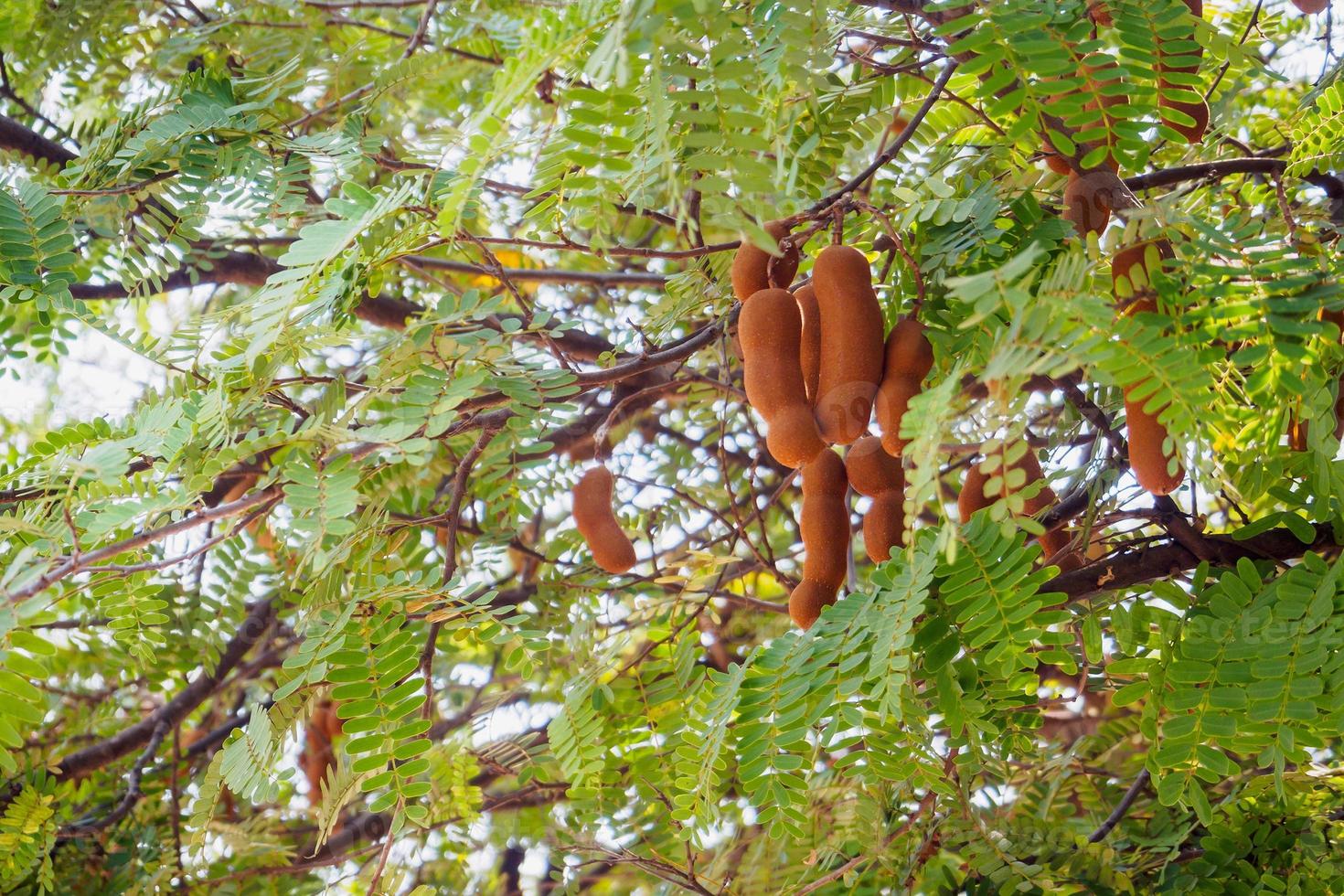 Tamarind on tree photo