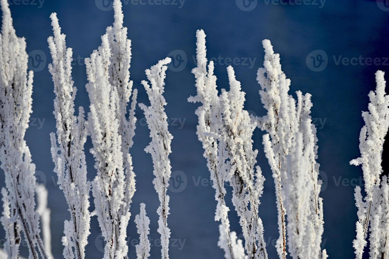 Frozen sunlighted leafs photo