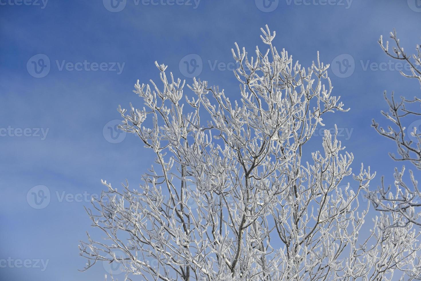 Frozen tree top photo