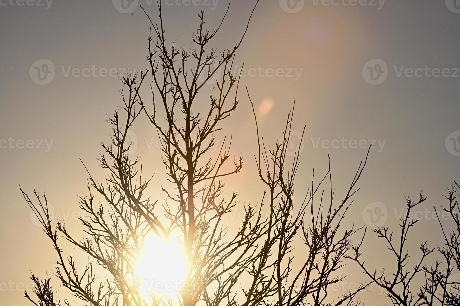 Backlighted tree branches photo