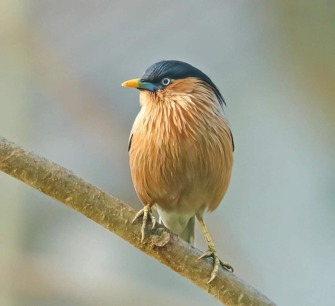 Bird sitting on a branch photo