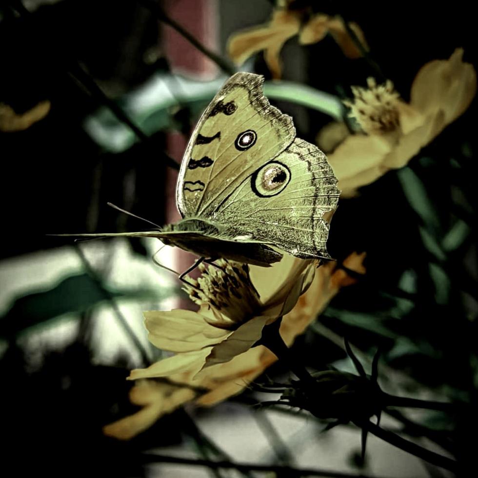 mariposa sentada en una flor foto