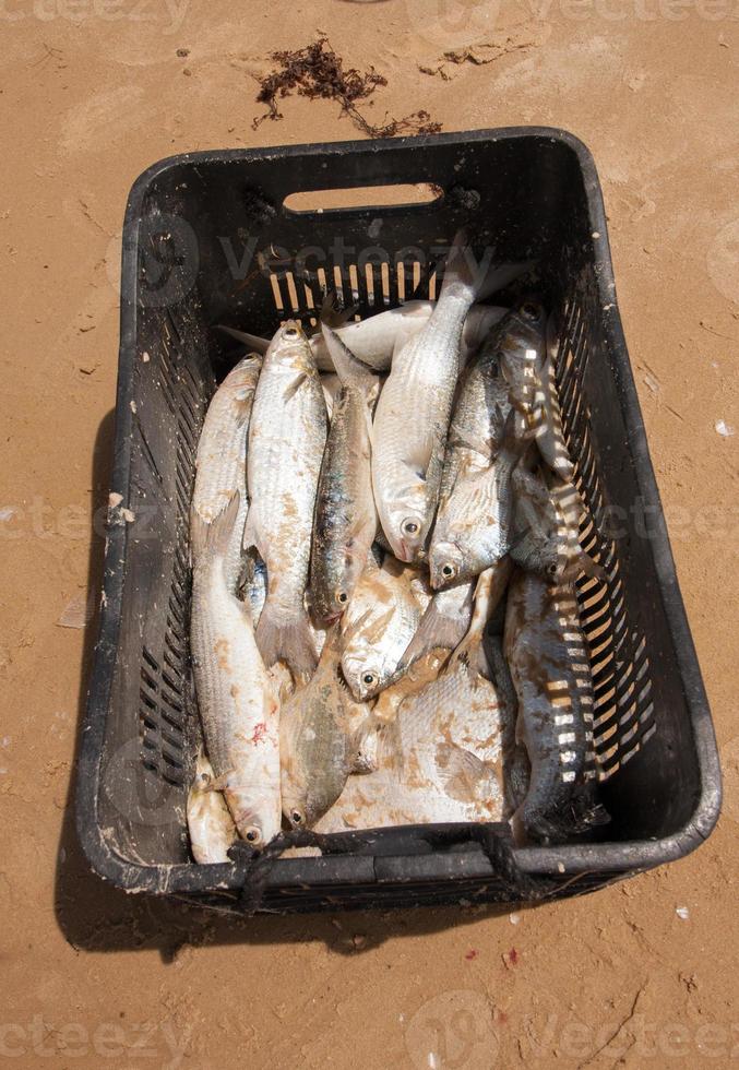 Fresh caught Fish place in a plastic crate to be sold to local restaurants along the beach in Caraiva, Brazil photo