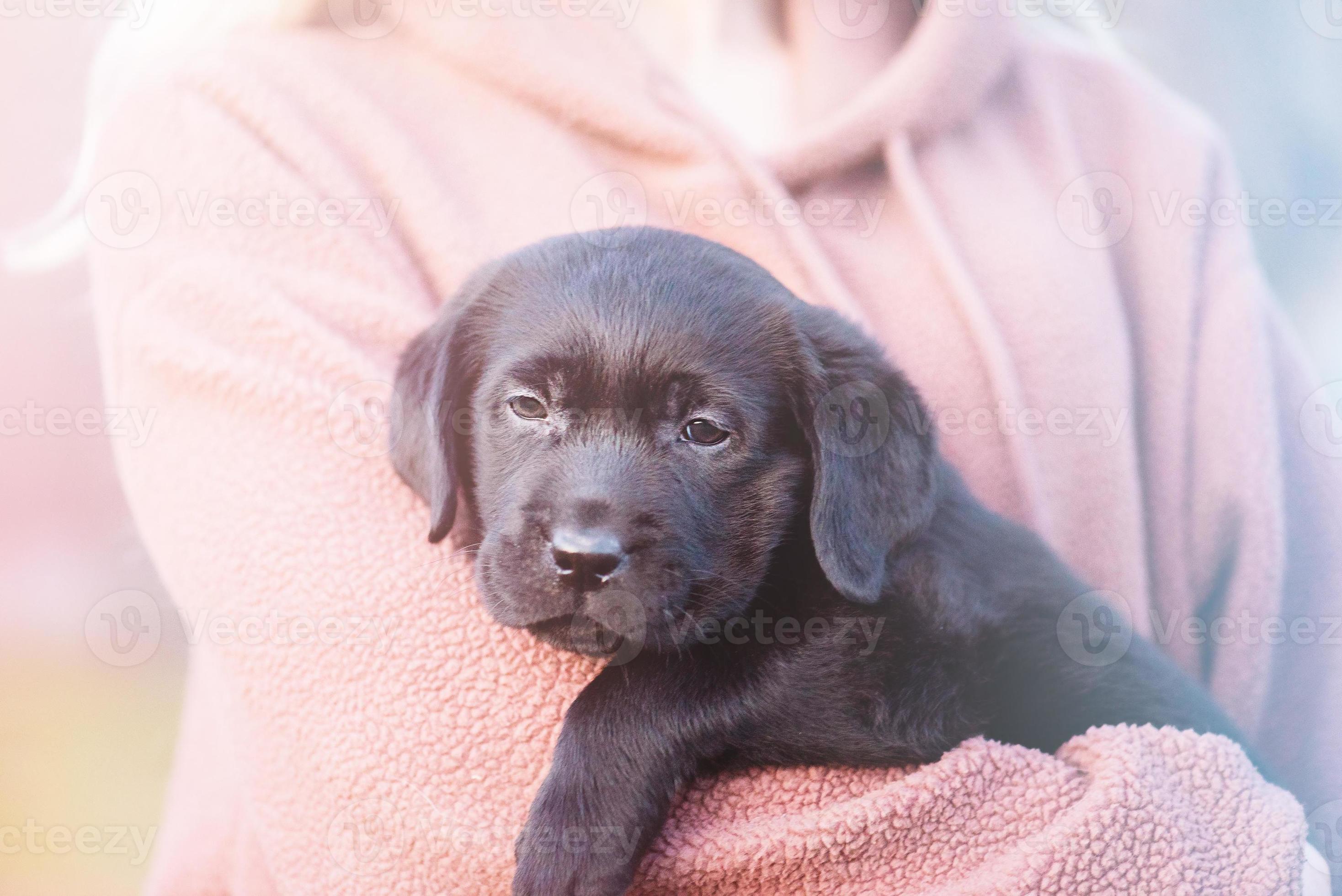 Labrador retriever puppy of black color on the hands of a woman in