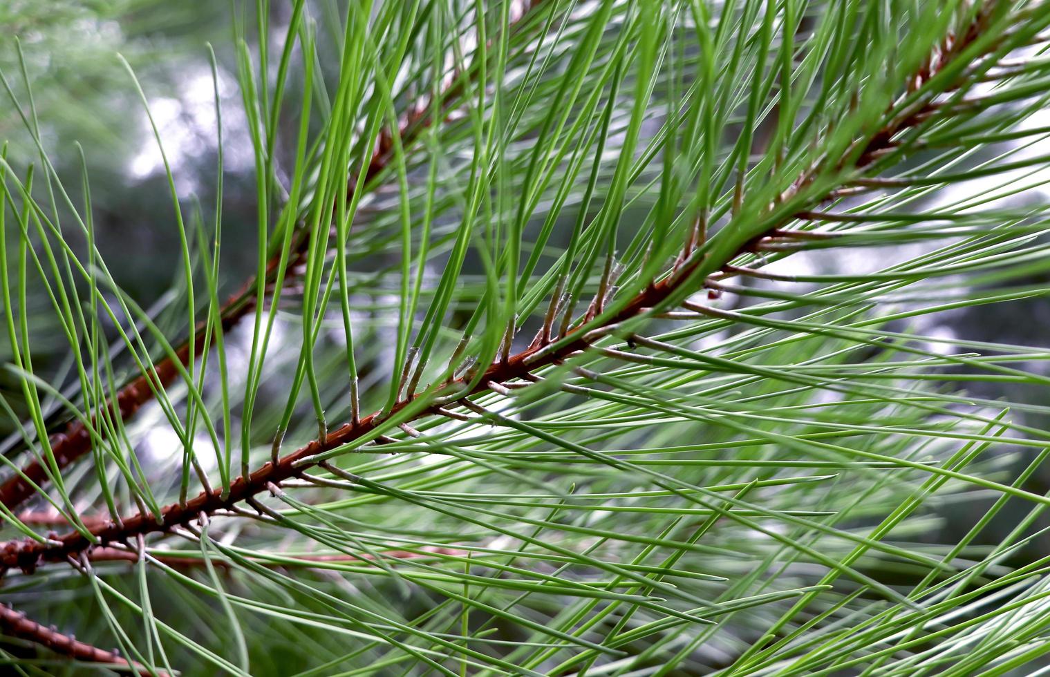 Green pine needles close-up. photo