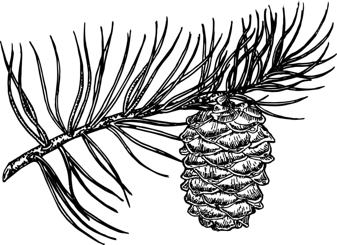 Coniferous branches and pine cones vector