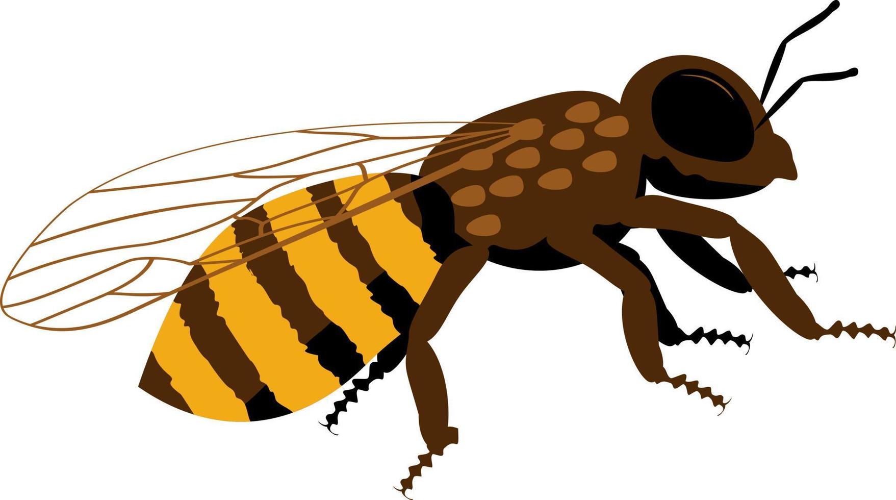 Honey Bee cartoon flat. Wildlife simple sign vector