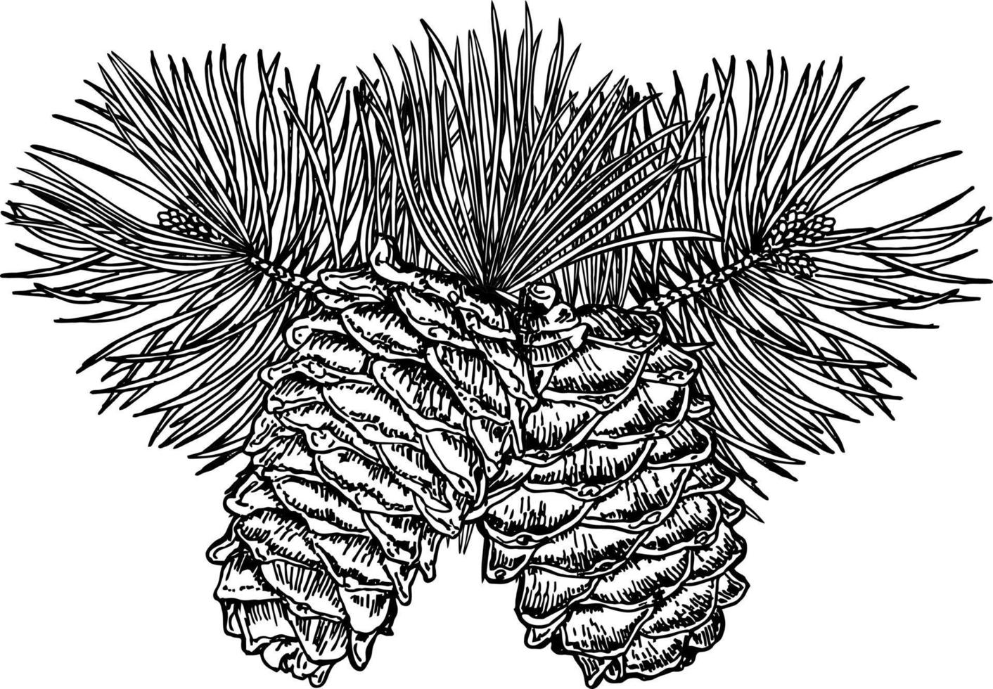 Coniferous branches and pine cones vector