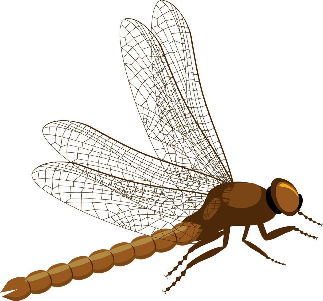 dragonfly. side view on realistic dragonfly vector