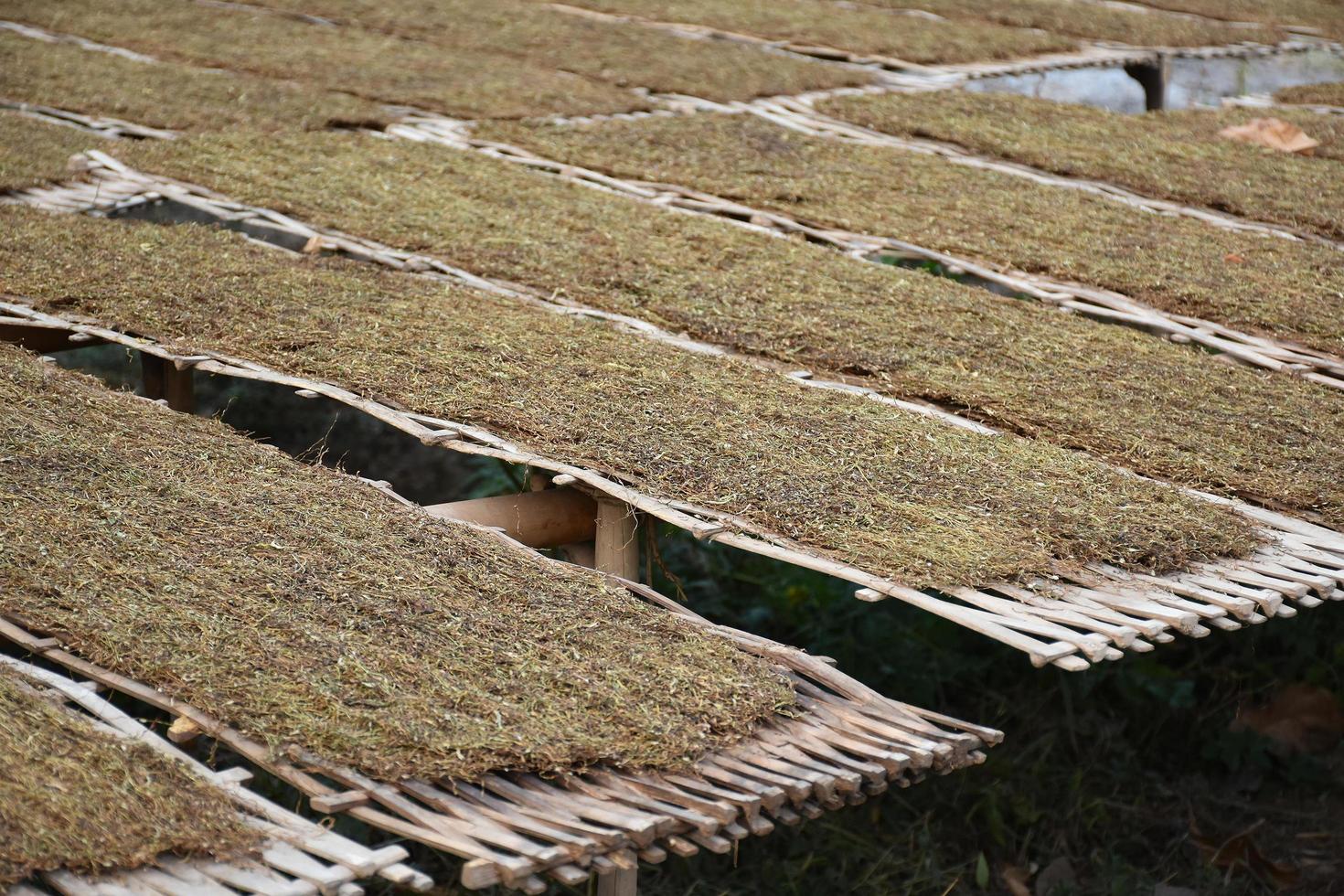 secado de hojas de tabaco que habían sido cortadas en el panel de bambú con luz solar natural. foto