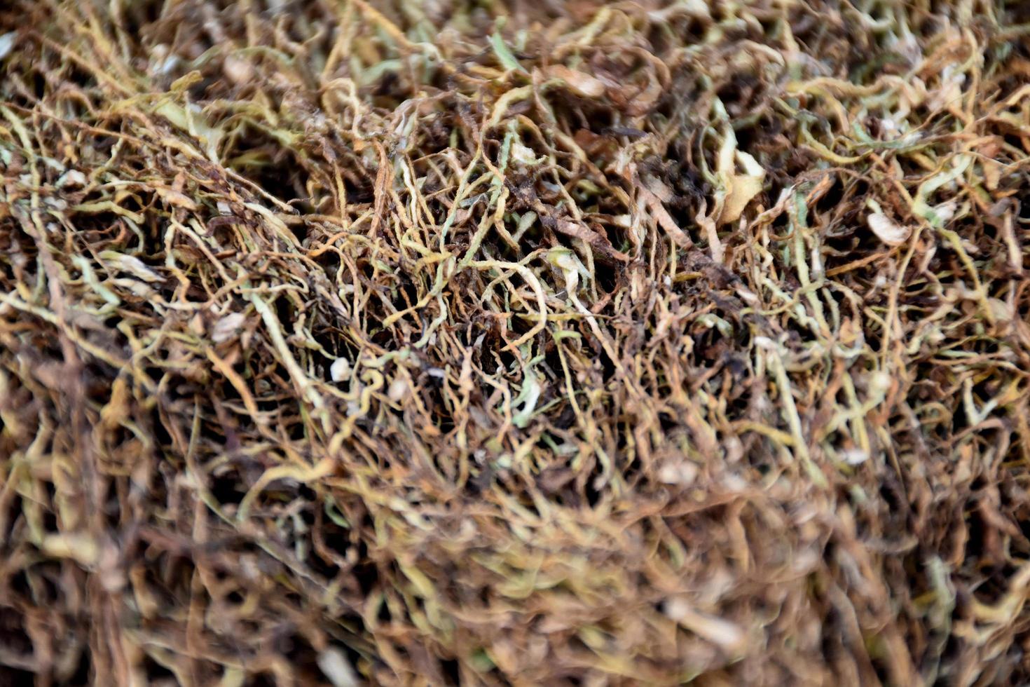 Drying tobacco leaves which had been sliced on the bamboo panel with natural sunlight. photo