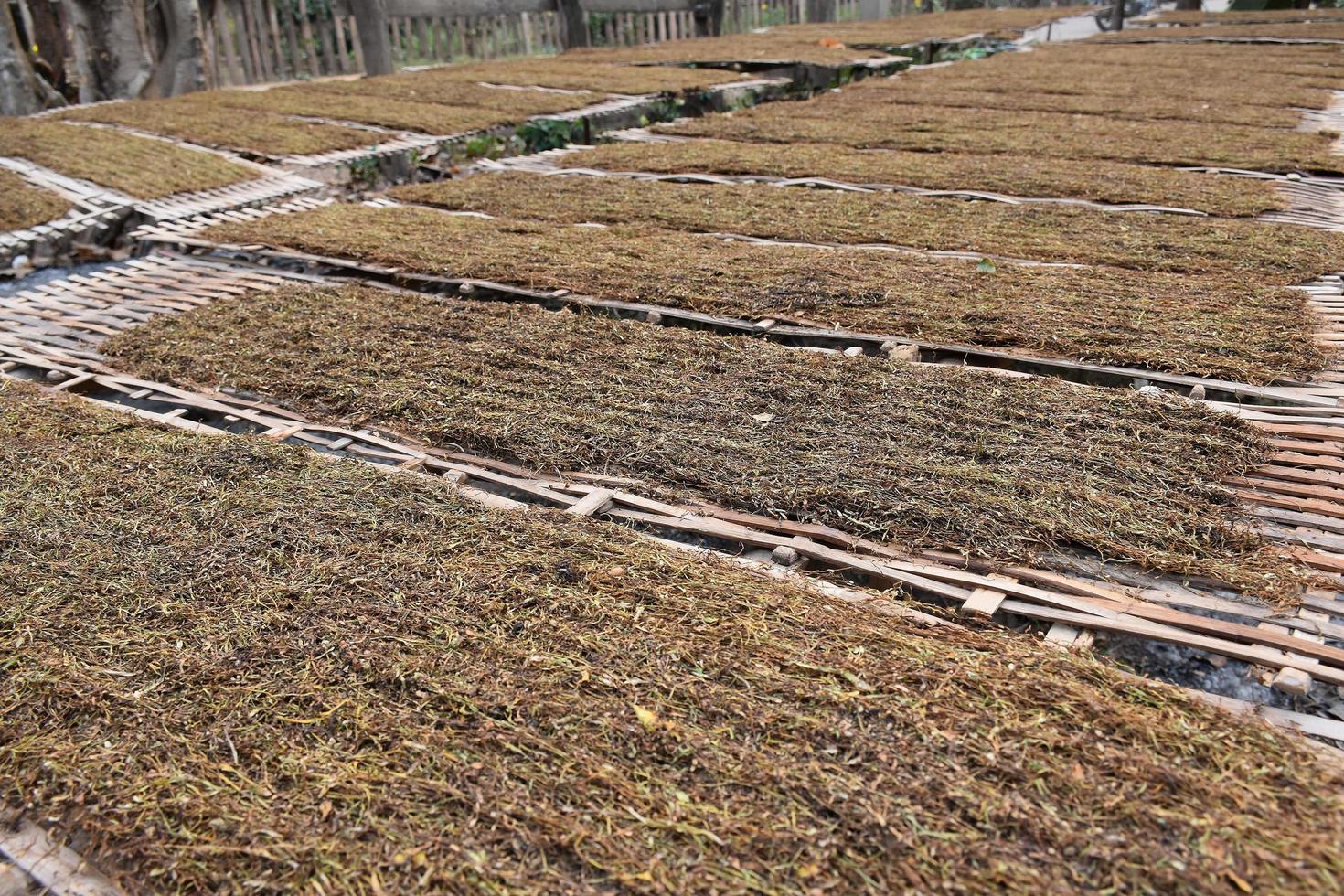 Drying tobacco leaves which had been sliced on the bamboo panel with natural sunlight. photo