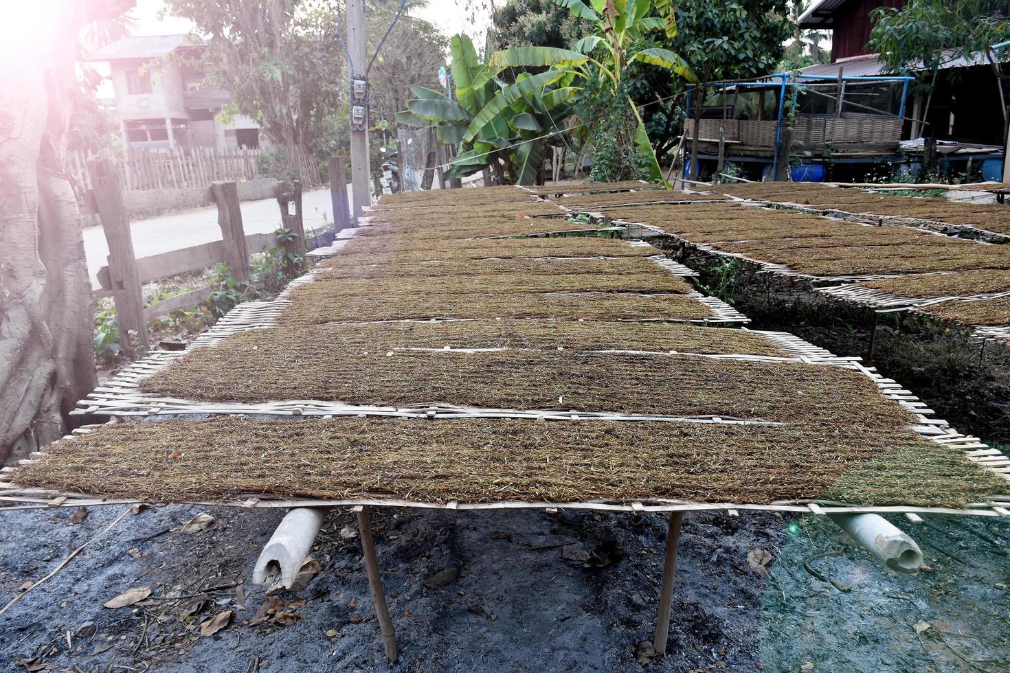 Drying tobacco leaves which had been sliced on the bamboo panel with natural sunlight. photo