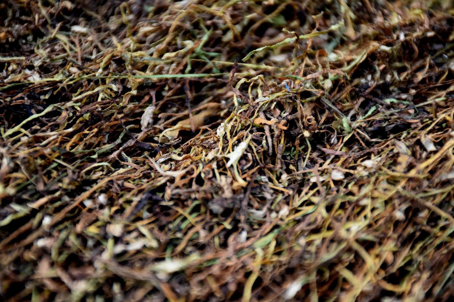 Drying tobacco leaves which had been sliced on the bamboo panel with natural sunlight. photo