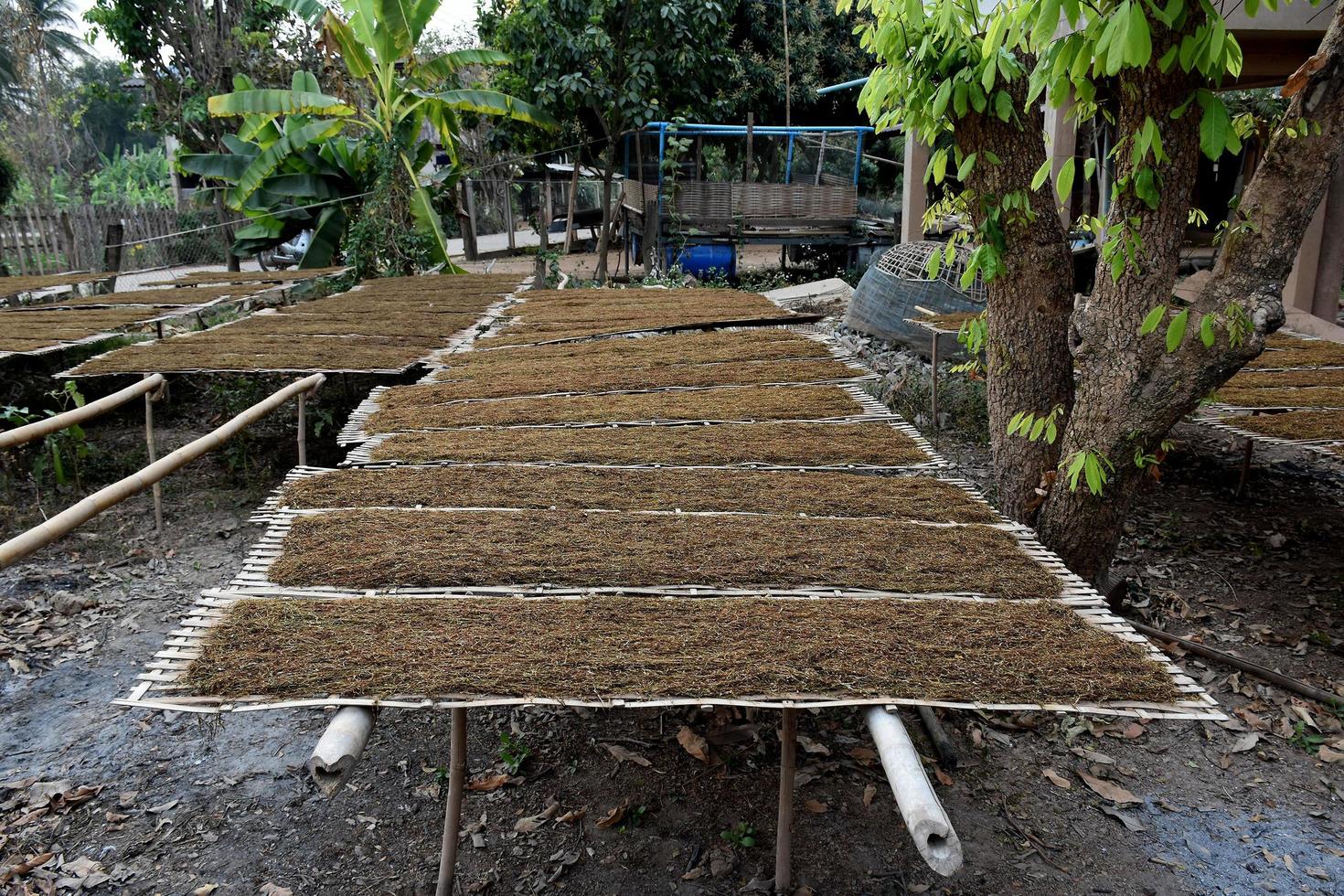 Drying tobacco leaves which had been sliced on the bamboo panel with natural sunlight. photo