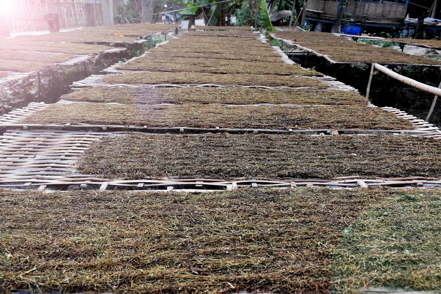 Drying tobacco leaves which had been sliced on the bamboo panel with natural sunlight. photo