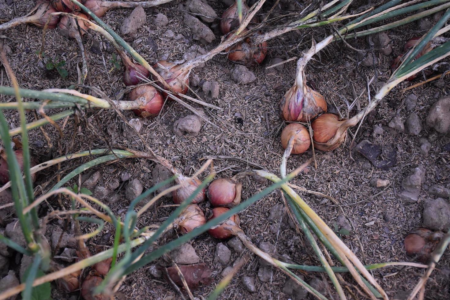 Traditional Thai shallots grown and cared for using organic fertilizers. photo