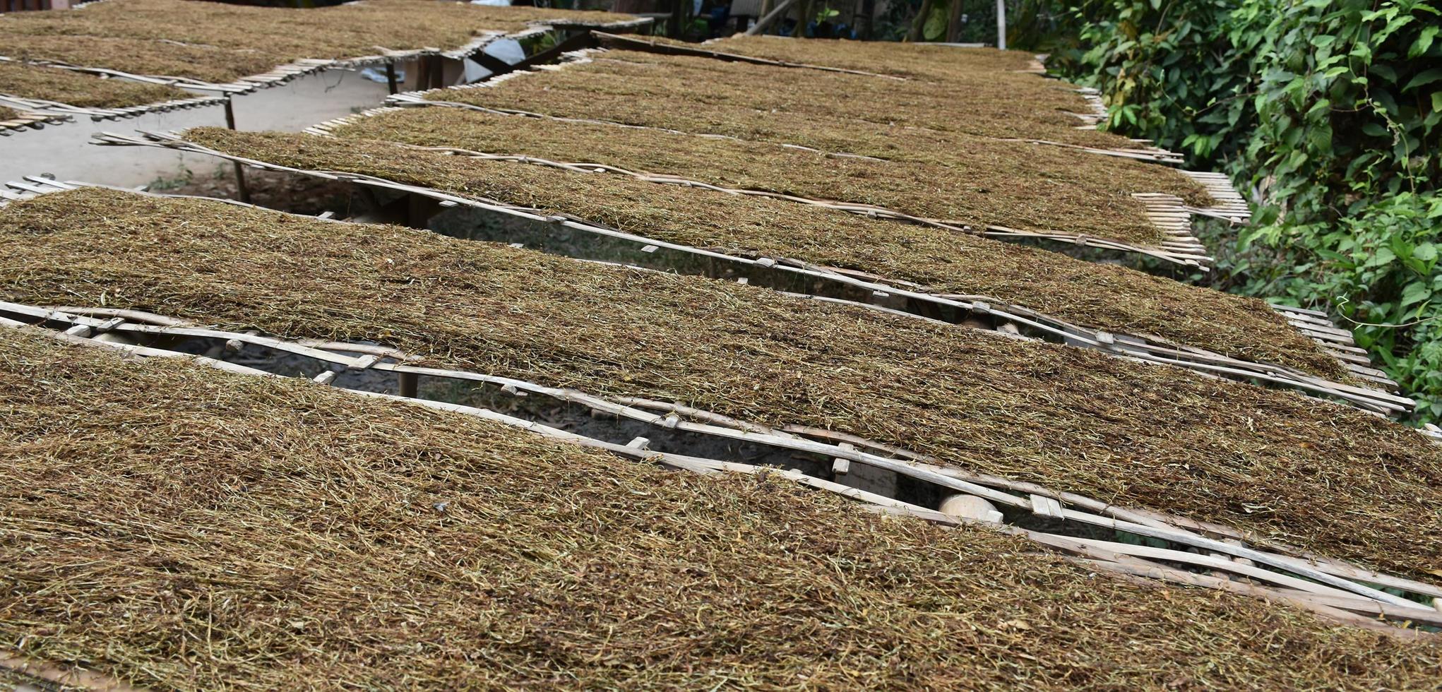 Drying tobacco leaves which had been sliced on the bamboo panel with natural sunlight. photo