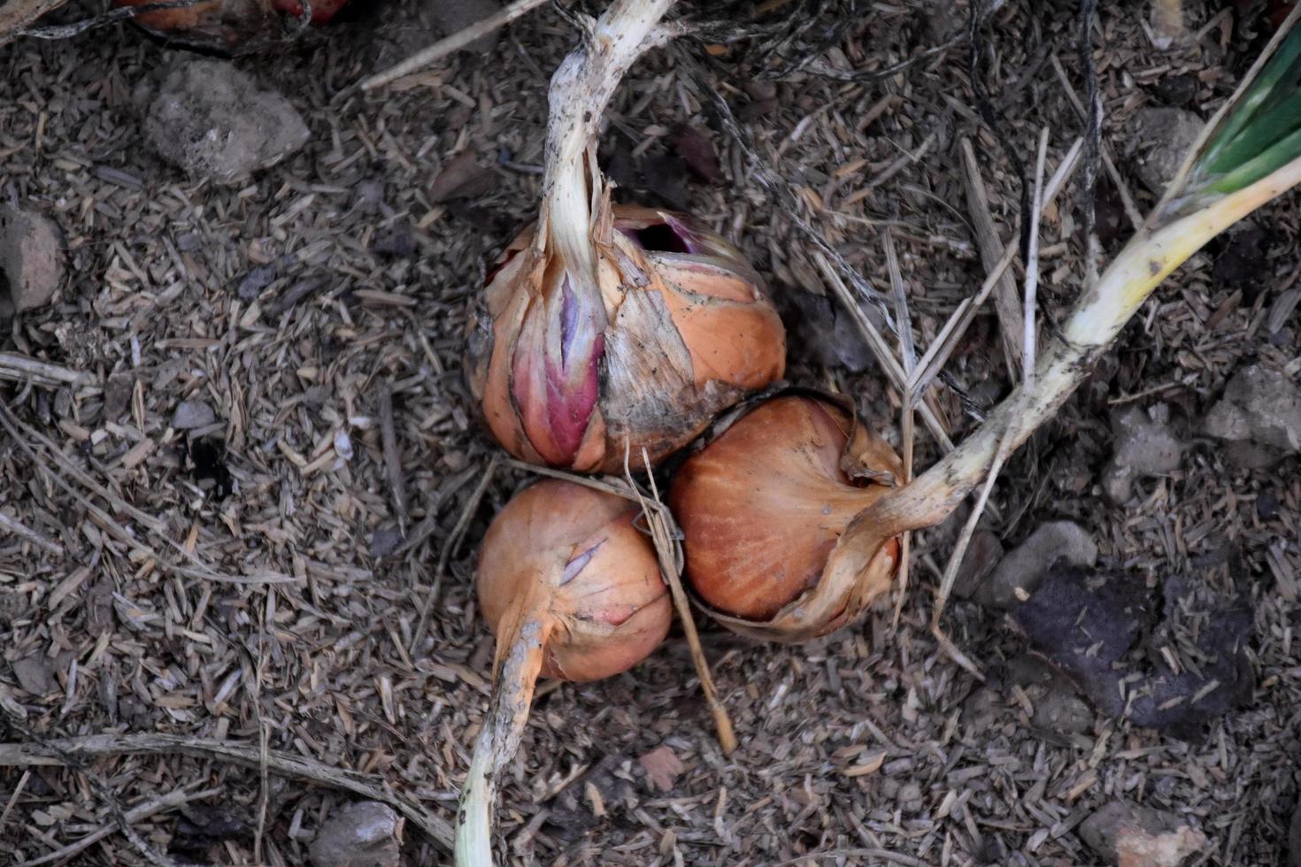 Traditional Thai shallots grown and cared for using organic fertilizers. photo