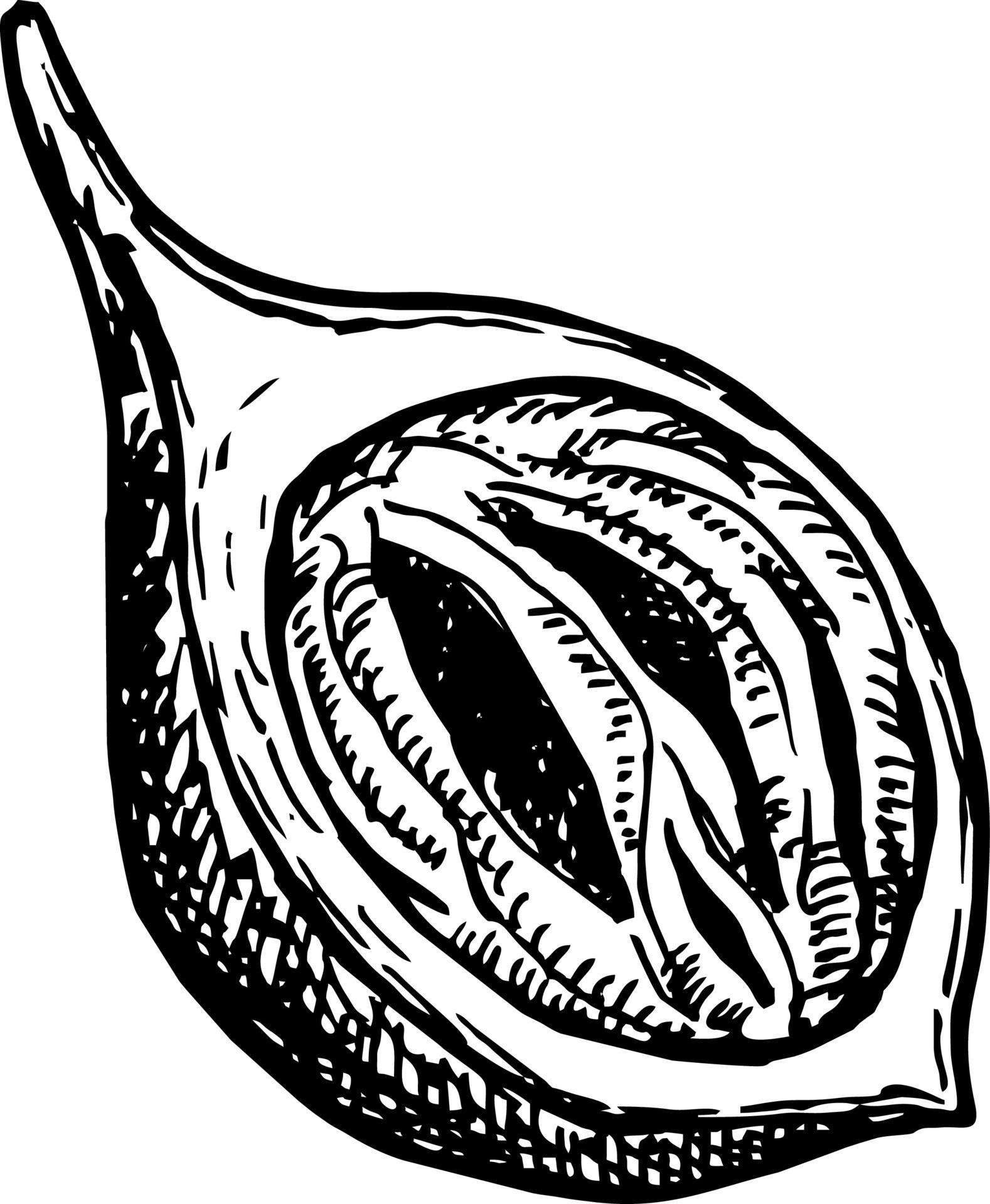 Nutmeg sketch hand drawing 7043135 Vector Art at Vecteezy