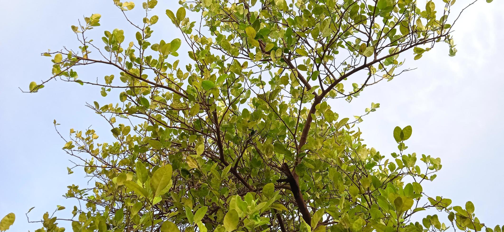 Bottom angle with landscape view of green lime tree branch with a white and blue sky background. photo