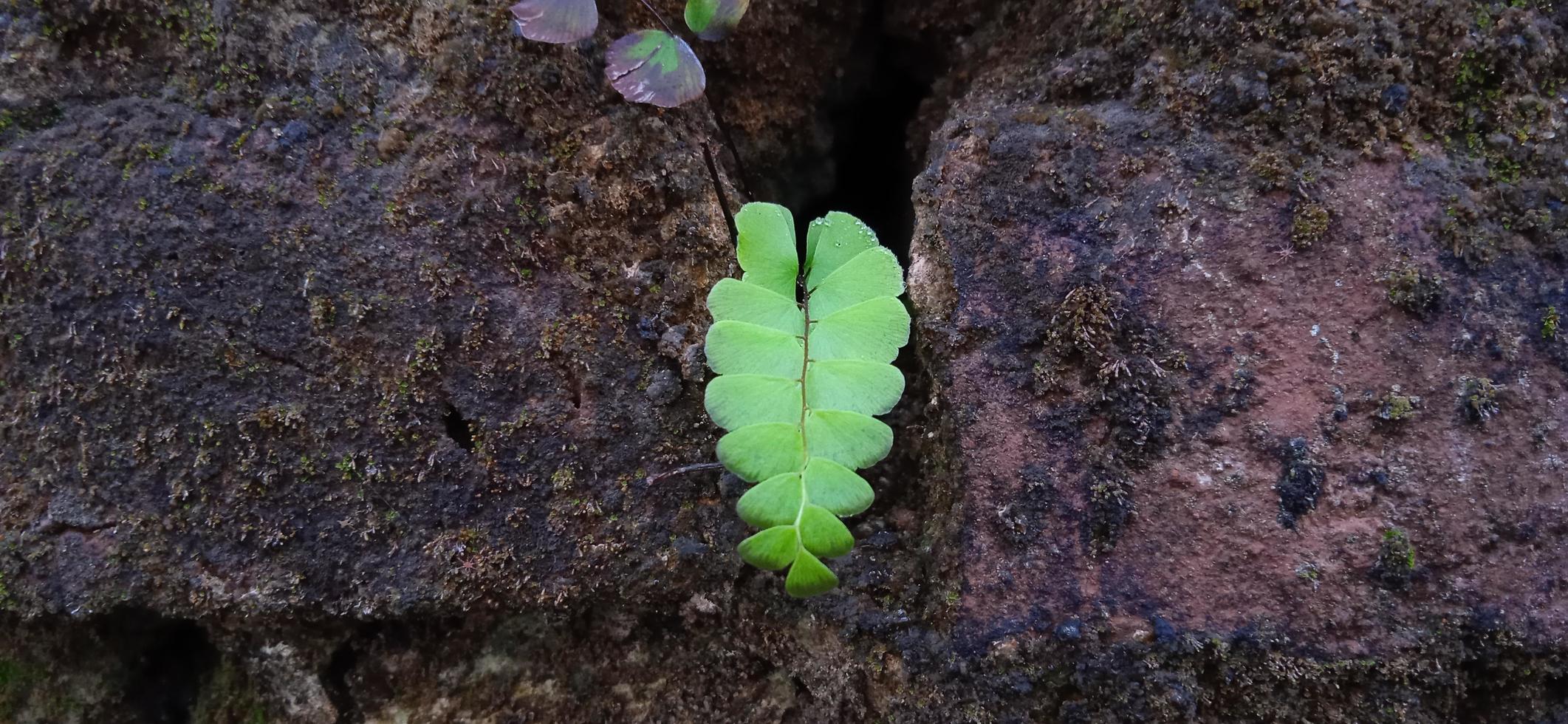 Wild green maidenhair fern growing between the wall. photo