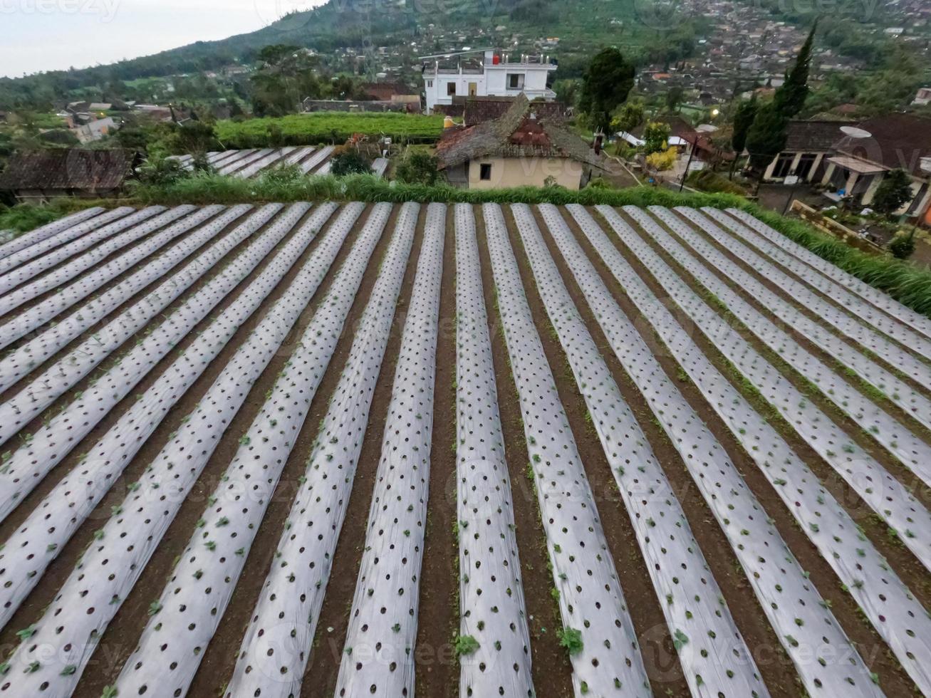 el uso de plástico para la industria agrícola todavía es necesario para evitar el crecimiento de hierba alrededor de los productos agrícolas cultivados foto