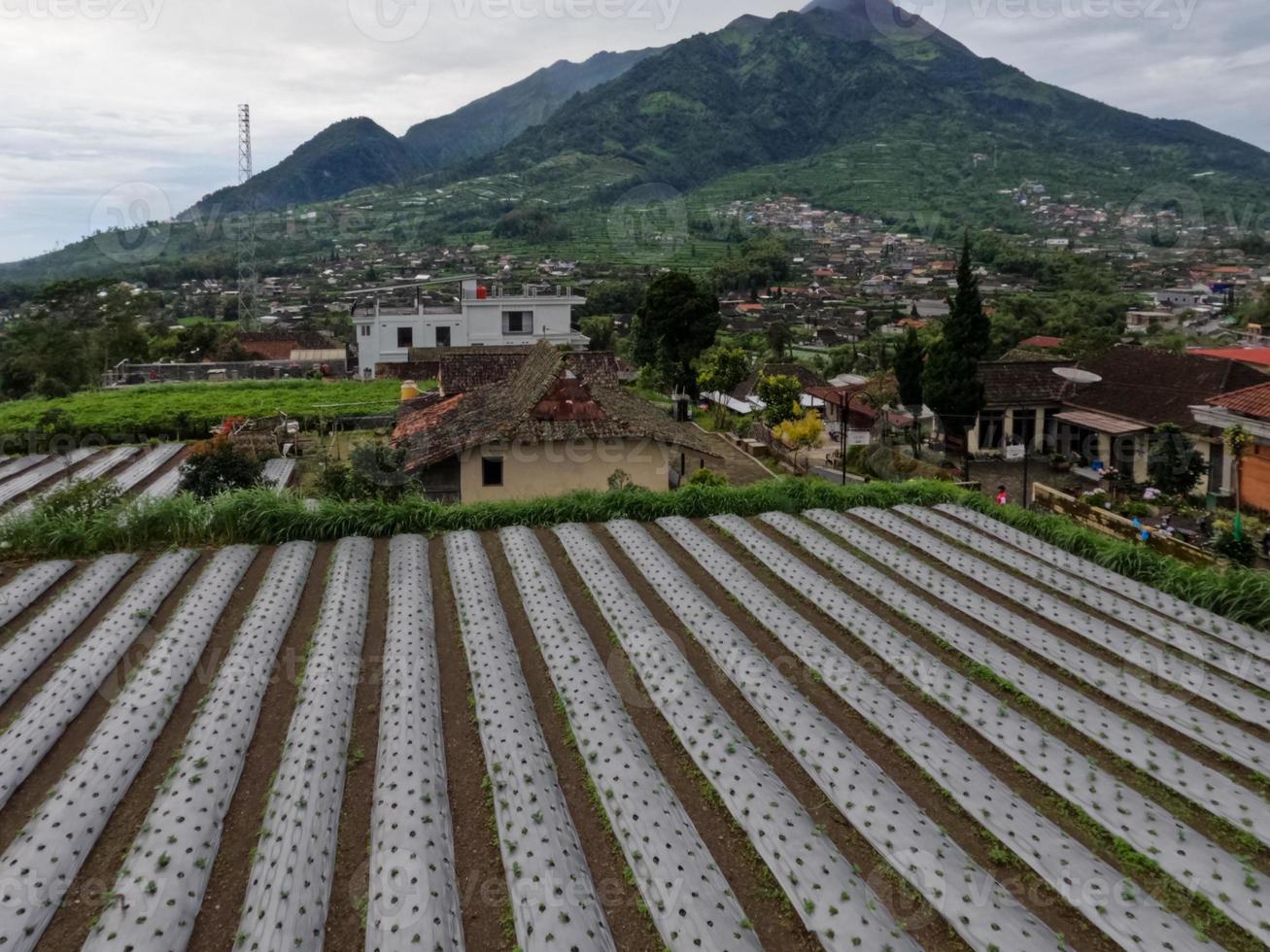 el uso de plástico para la industria agrícola todavía es necesario para evitar el crecimiento de hierba alrededor de los productos agrícolas cultivados foto