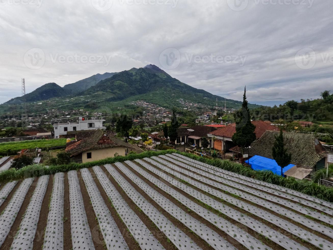 el uso de plástico para la industria agrícola todavía es necesario para evitar el crecimiento de hierba alrededor de los productos agrícolas cultivados foto