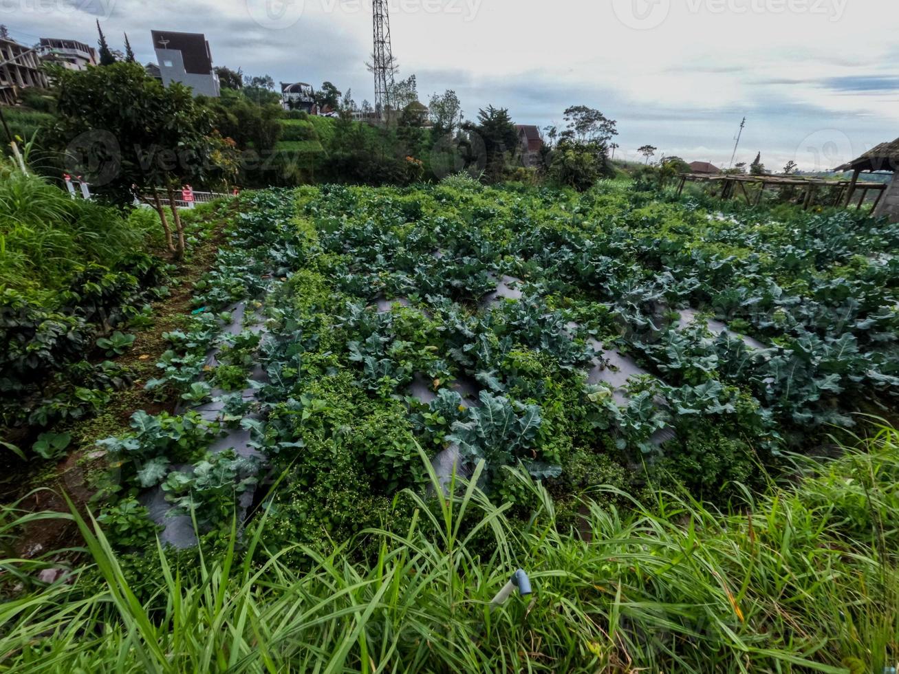 Cabbage  cultivation in the highlands produces optimal results, cool air and sufficient sunlight photo